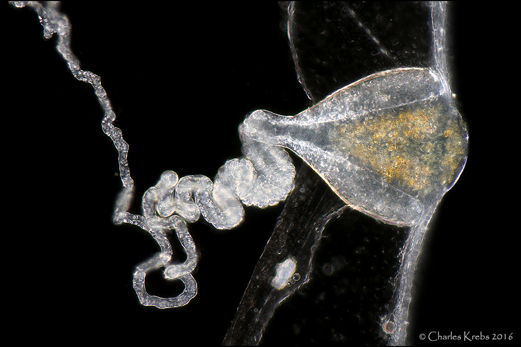 thimble jellyfish larvae
