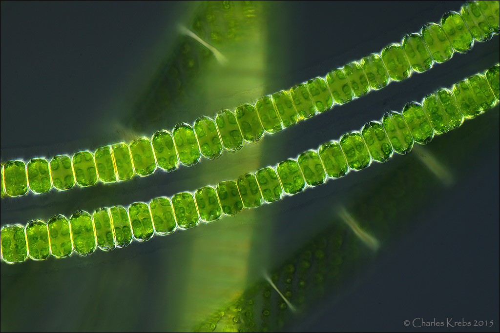 Спирогира нитчатая. Нитчатая водоросль улотрикс. Нитчатые зеленые водоросли. Многоклеточные водоросли улотрикс. Нителла спирогира Ульва.