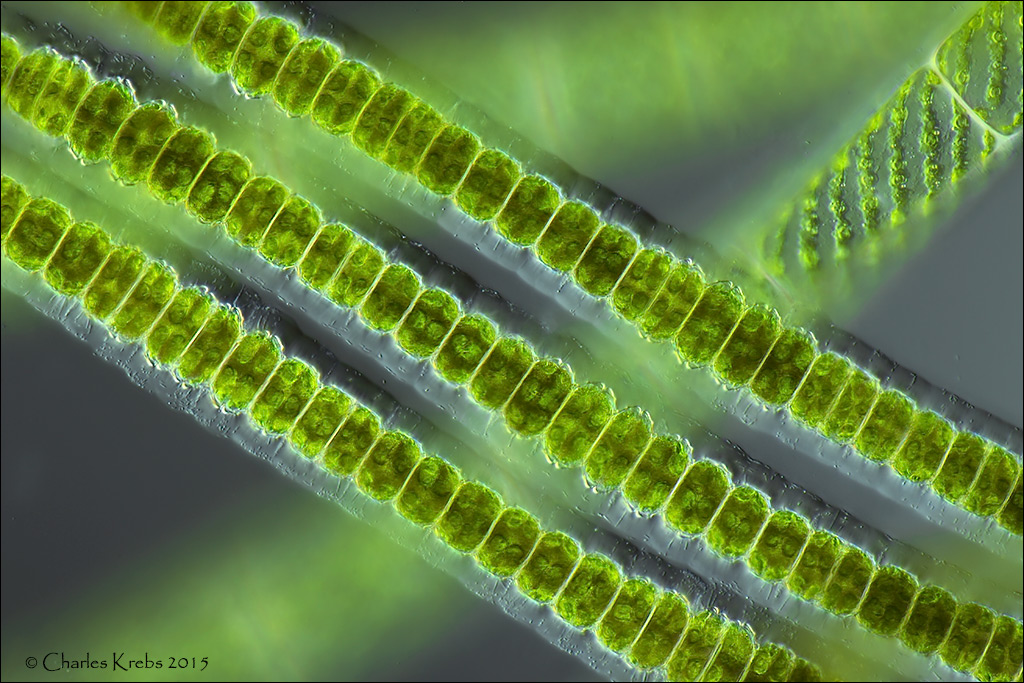 Появление фотосинтеза появление прокариот появление многоклеточных водорослей. Зеленые водоросли улотрикс. Ламинария и улотрикс. Улотрикс цианобактерия. Осциллятория водоросль.