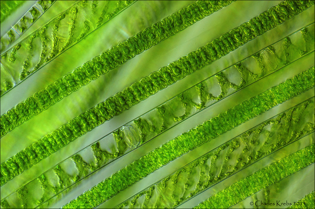 Зеленые водоросли форма. Нитчатая водоросль спирогира. Зеленые водоросли спирогира. Зелёная водоросль спир. Ламинария и улотрикс.