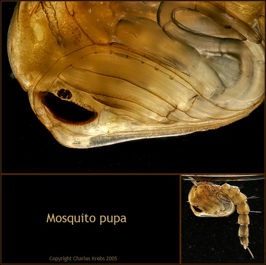 Mosquito pupa II