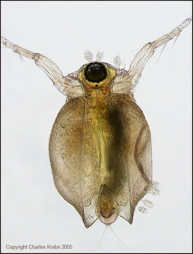 Daphnia II