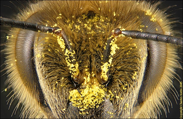 Honeybee face (frontal)