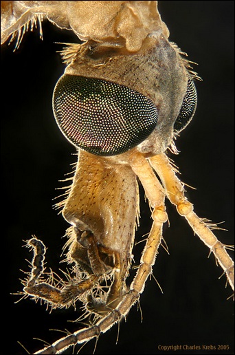 Cranefly head