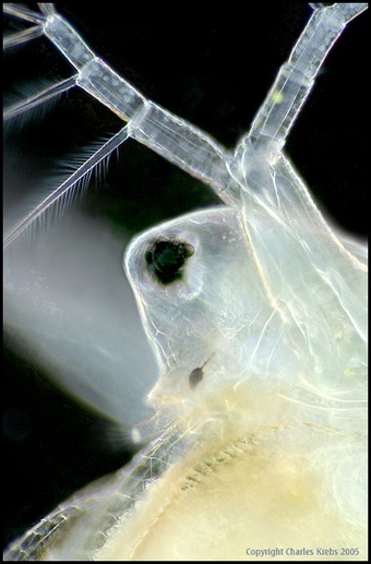 Daphnia I