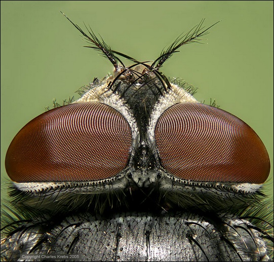 Fly head (top view)