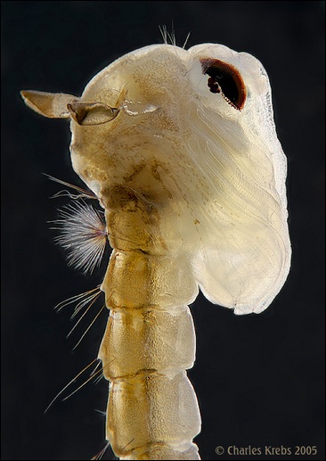 Mosquito pupa I