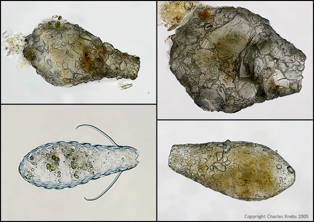 Amoeba tests