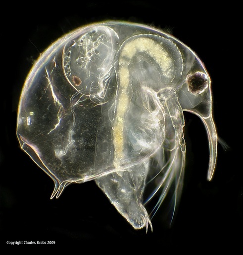 Water flea